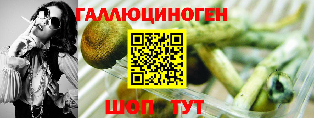 Галлюциногенные грибы Psilocybe Сыктывкар